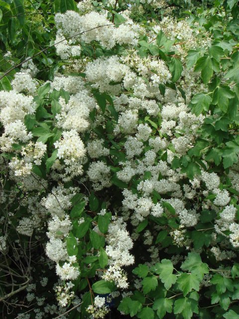 Deutzia mollis fleur (2)